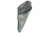Partial Megalodon Tooth - South Carolina #272551-1